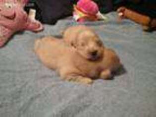 Dachshund Puppy for sale in Birmingham, AL, USA