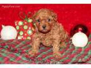 Mutt Puppy for sale in Gray, LA, USA
