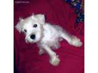 Mutt Puppy for sale in Lowellville, OH, USA