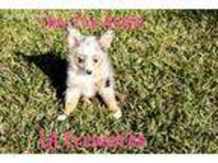 Miniature Australian Shepherd Puppy for sale in Iva, SC, USA