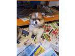 Pomeranian Puppy for sale in Shelton, CT, USA