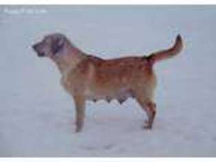 Labrador Retriever Puppy for sale in Monmouth, ME, USA