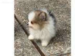 Pomeranian Puppy for sale in Auburn, ME, USA
