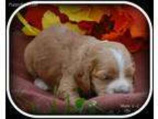 Cocker Spaniel Puppy for sale in Kendallville, IN, USA