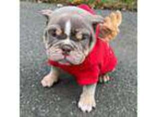 American Bulldog Puppy for sale in Lynn, MA, USA