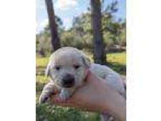 Labrador Retriever Puppy for sale in Sarasota, FL, USA