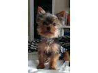 Yorkshire Terrier Puppy for sale in DES MOINES, IA, USA