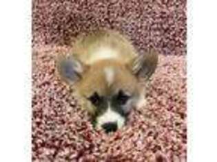 Pembroke Welsh Corgi Puppy for sale in Milliken, CO, USA