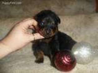 Rottweiler Puppy for sale in West Union, WV, USA