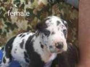 Great Dane Puppy for sale in Whitesburg, TN, USA