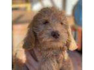 Labradoodle Puppy for sale in Jacksons Gap, AL, USA