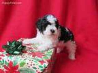 Poovanese Puppy for sale in Shelby, OH, USA