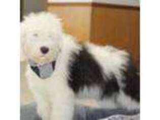 Old English Sheepdog Puppy for sale in Spartanburg, SC, USA