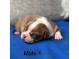 Boston Terrier Puppy for sale in Royse City, TX, USA