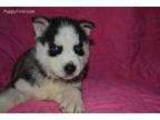 Siberian Husky Puppy for sale in Anderson, CA, USA