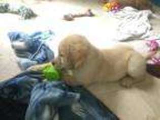 Golden Retriever Puppy for sale in Plymouth, NH, USA