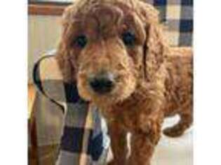 Goldendoodle Puppy for sale in Horton, MI, USA