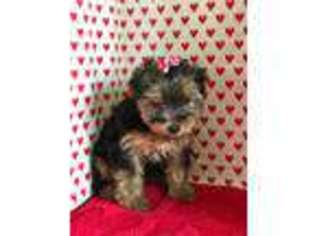 Yorkshire Terrier Puppy for sale in Colorado Springs, CO, USA