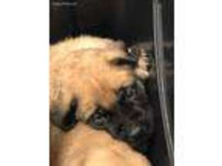 Mastiff Puppy for sale in Mansfield, MA, USA
