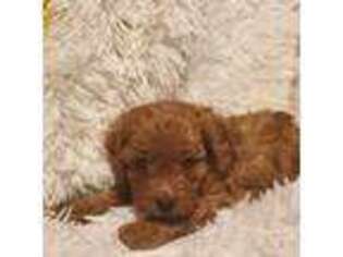 Cavapoo Puppy for sale in Sutherland Springs, TX, USA