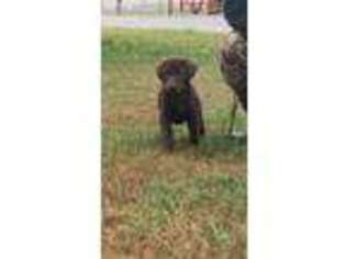 Labrador Retriever Puppy for sale in Smithville, TN, USA