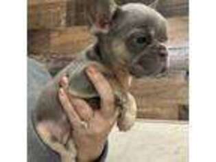 French Bulldog Puppy for sale in Johnston, RI, USA