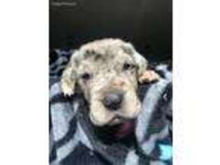 Great Dane Puppy for sale in Briggsdale, CO, USA
