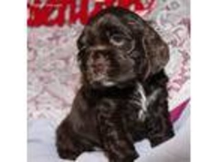 Cocker Spaniel Puppy for sale in Macomb, MO, USA