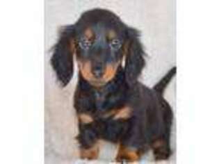 Dachshund Puppy for sale in Anderson, MO, USA