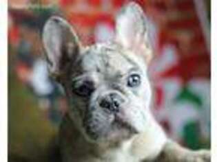 French Bulldog Puppy for sale in Sandpoint, ID, USA