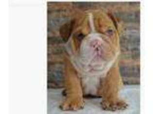 Bulldog Puppy for sale in Newport, RI, USA