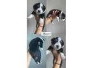 Australian Shepherd Puppy for sale in Miami, FL, USA