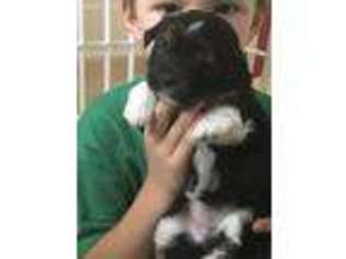 Mutt Puppy for sale in Noblesville, IN, USA