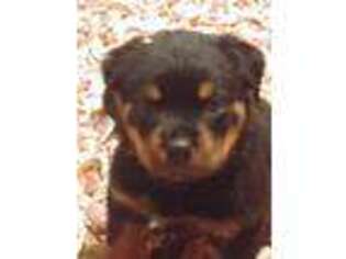 Rottweiler Puppy for sale in Stone Mountain, GA, USA
