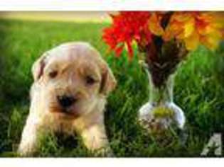 Goldendoodle Puppy for sale in PORTLAND, OR, USA