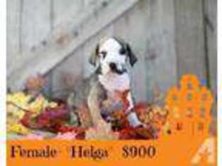 Great Dane Puppy for sale in BARRYTON, MI, USA