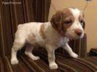 Brittany Puppy for sale in Van Alstyne, TX, USA