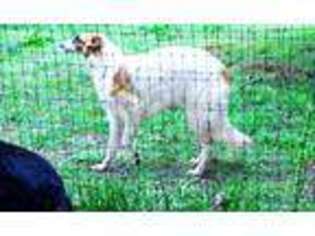 Borzoi Puppy for sale in Rutherfordton, NC, USA