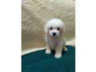 Bichon Frise Puppy for sale in Bluefield, VA, USA