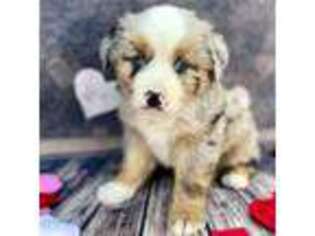 Miniature Australian Shepherd Puppy for sale in Lodi, CA, USA