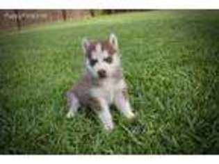 Siberian Husky Puppy for sale in Grayson, LA, USA