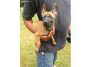 Belgian Malinois Puppy for sale in Louisville, KY, USA