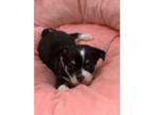 Chihuahua Puppy for sale in Goffstown, NH, USA