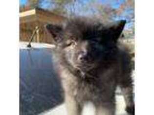 Keeshond Puppy for sale in Conroe, TX, USA