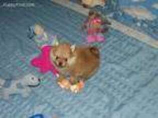 Pomeranian Puppy for sale in Gainesville, TX, USA