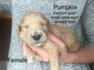 Goldendoodle Puppy for sale in Liberty, MO, USA