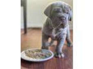 Mastiff Puppy for sale in Fullerton, CA, USA