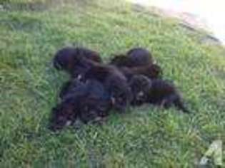 German Shepherd Dog Puppy for sale in NORTH HIGHLANDS, CA, USA