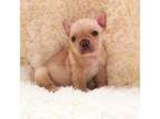 French Bulldog Puppy for sale in Pembroke Pines, FL, USA