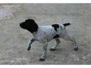 German Shorthaired Pointer Puppy for sale in Winona, MN, USA